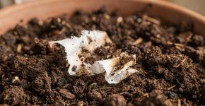 Colocar papel higiênico na terra das suas plantas: para que serve e por que recomendam