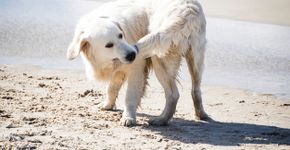 Foto: (Zuberka/istock)