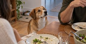 Seu cachorro pede comida o tempo todo? Observe estes sinais antes de aumentar a ração