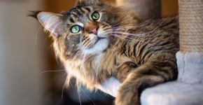 Gatos curiosos: 7 raças que adoram explorar 