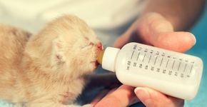Guia de cuidados básicos com filhotes de cães e gatos