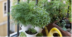 Dicas para ter uma horta em apartamentos