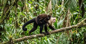 Macacos começaram a “sequestrar” filhotes de outra espécie e cientistas levaram meses para entender o comportamento que nunca tinham visto