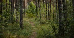 Foto: (Foto: Lauri Poldre/Pexels)