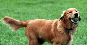 Descubra como fazer seu cachorro mais feliz