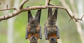 Foto: (CraigRJD/iStock)
