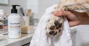 O que significa quando o seu cachorro fica lambendo a pata sem parar e a pele entre os dedos começa a ficar vermelha e úmida