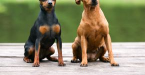 10 atividades recomendadas para o cachorro da raça pinscher 