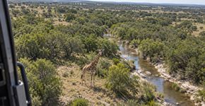 Girafa de aproximadamente 550 quilos foge de propriedade no Texas, desaparece durante duas semanas e é localizada por buscas aéreas a mais de 6 quilômetros do recinto
