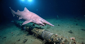 O tubarão de pele rosa que possui um focinho em forma de lâmina e dentes em forma de pregos que conseguem perfurar cabos submarinos no fundo do oceano causando problemas na conexão de internet mundial e prejuízos para empresas de tecnologia