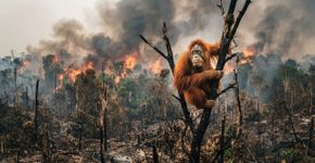 Incêndios florestais atingem 60,2% do habitat dos orangotangos em Kalimantan e colocam a “casa” desses primatas sob forte ameaça