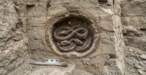 Paleontólogos encontram quatro cobras juntas em uma toca, exatamente como morreram há 38 milhões de anos