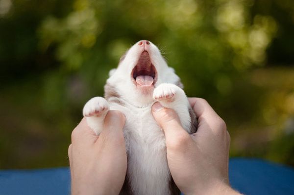 Fotógrafa registra cães da raça husky siberiano