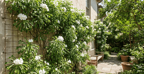 Uma trepadeira ideal para o seu muro que não danifica a parede, garante privacidade e floresce o ano todo