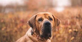 4 características do cachorro da raça tosa inu 