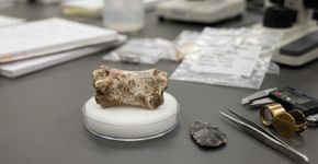 Cientistas encontram martelo feito de osso de elefante há 500 mil anos e descoberta revela habilidade surpreendente dos humanos antigos