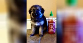 Crescimento de cachorro é comparado com garrafa de pimenta