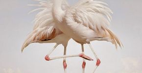 A natureza alegórica e fora do comum de Simen Johan