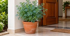 Colocar uma planta de arruda perto da porta de entrada: para que serve e por que recomendam