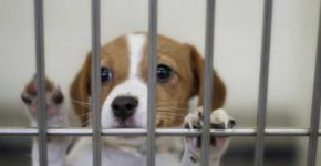 Por que animais ainda são usados na experimentação científica?