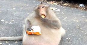 Macaco obeso emagrece e volta à natureza na Tailândia