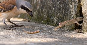 A lagartixa perde a cauda para escapar, mas a parte arrancada continua se mexendo sozinha por vários minutos