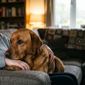 Da redação: Cães conseguem sentir quando o dono está triste? Veja a resposta revelada pela ciência