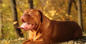 4 características do cachorro da raça dogue de bordeaux