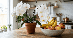 A orquídea é resistente a quase tudo, mas é melhor não colocá-la perto desta planta: onde você deve posicioná-la em casa e como cuidar corretamente