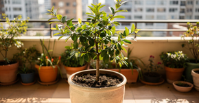 Como plantar uma árvore em um vaso sem que ela morra em um mês