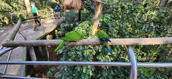 O parque fornece um ambiente acolhedor para as aves que não podem voltar à natureza