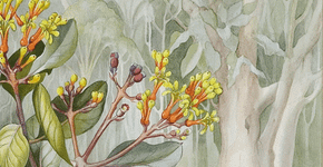 Pinacoteca apresenta “Margaret Mee: 100 anos de vida e obra”