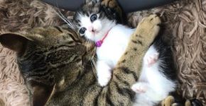 Gatos resgatados cuidam de filhotes órfãos e dão lição de amor