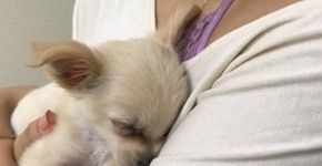 Cachorro é abandonado por culpa de um relacionamento abusivo