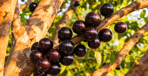 Como aproveitar a colheita da jabuticaba em sucos, geleias e sobremesas refrescantes