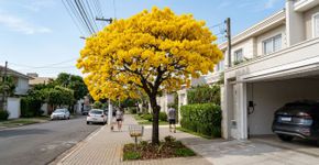 A árvore popular brasileira que deixa a fachada maravilhosa sem o problema de raízes que levantam o piso da garagem