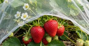 Tecido experimental fez morangueiros produzirem até 3,56 vezes mais frutos ao proteger as plantas sem bloquear luz, chuva e ar