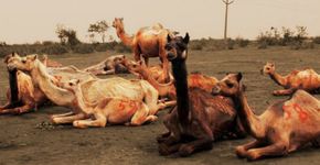 Mais de 100 camelos que seriam mortos em festival são resgatados