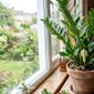 Da redação: Como fazer a zamioculca florescer e o que ela precisa para dar flores