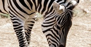 Foto: (rkupbens / iStock)
