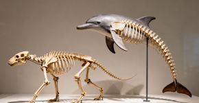 Dois animais atingem um ponto evolutivo de “não retorno” e nunca mais voltarão à terra firme