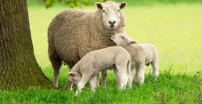 Ovelhas: 7 curiosidades impressionantes sobre esses animais