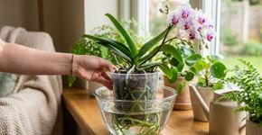 Regue as orquídeas apenas desta forma: as flores durarão semanas a mais e as raízes nunca mais apodrecerão