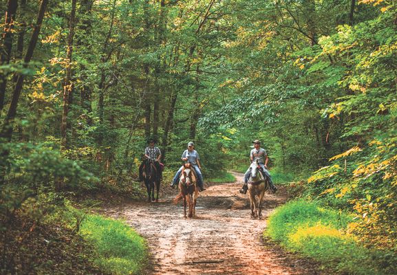 Ao longo da Natchez Trace Parkway é possível fazer cavalgadas