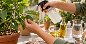 Cochonilhas no jardim é uma praga que tem gerado muita dor de cabeça aos amantes de plantas, más esse problema pode acabar com uma solução caseira infalível
