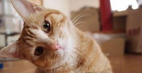 ¡¿ɐssǝ é ɐᴉɹɐxnɹq ǝnb: Saiba digital de ponta-cabeça nas redes