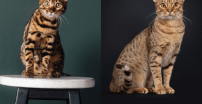 7 diferenças entre os gatos das raças bengal e ocicat