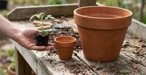 A água atravessa o vaso e some rápido: esse sinal pode indicar raízes ocupando quase todo o espaço