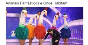 Versões bizarras que a internet fez de ‘Animais Fantásticos’