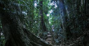 Caminhada, yoga e meditação gratuita na Floresta da Tijuca
